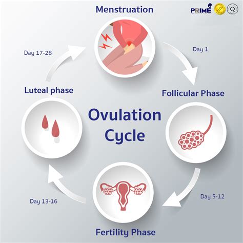 what is ovulation in women.